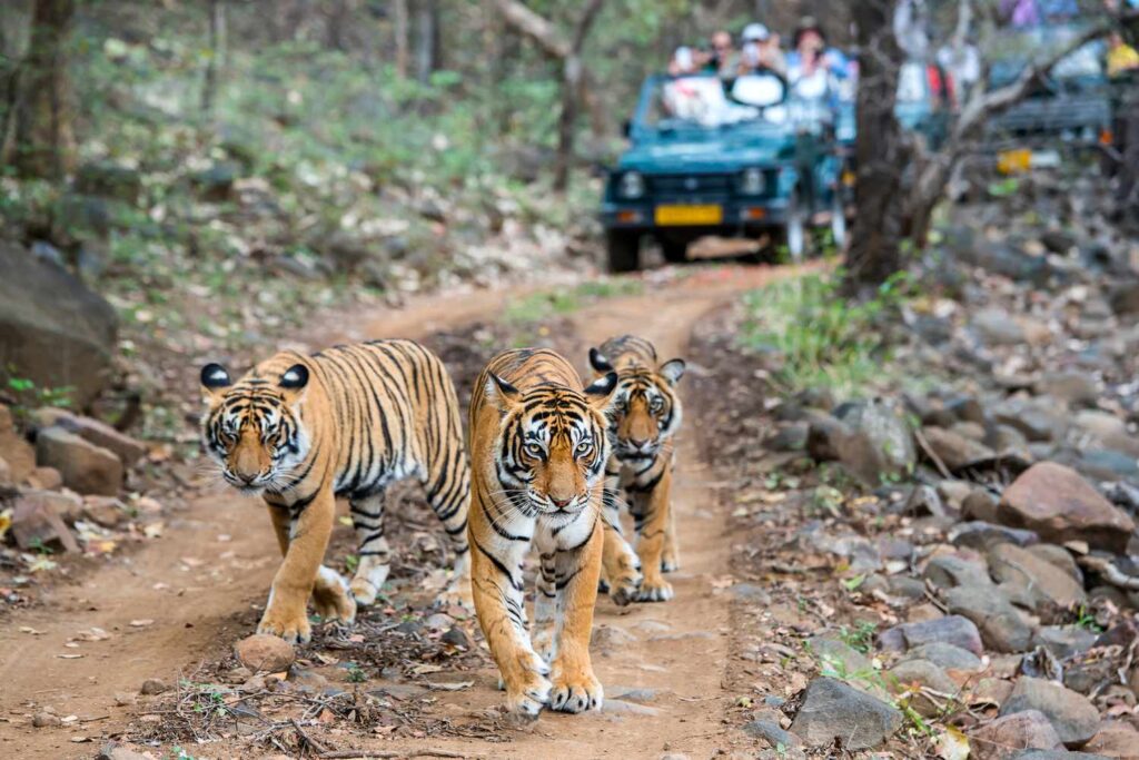 tiger safari India