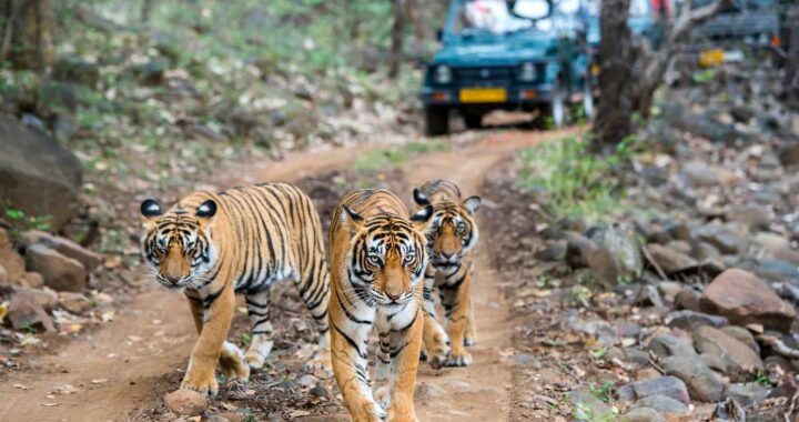 tiger safari India