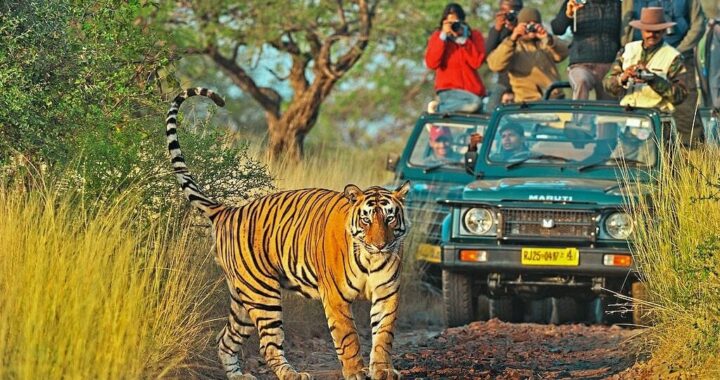 tiger safari in india